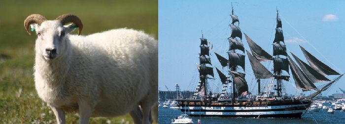 sheep vs ship.jpg