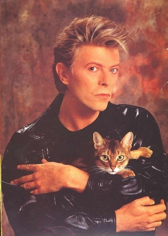 bowie.jpg