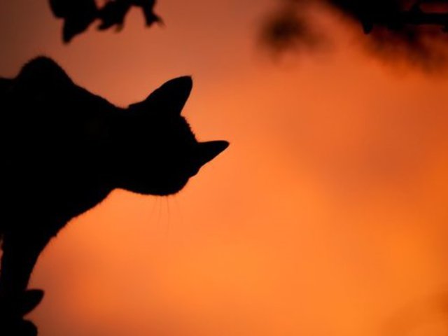 Washington „démoni macskája”