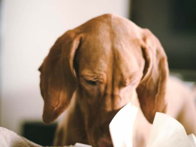 Rendhagyó igék - nem csak vizsga előtt