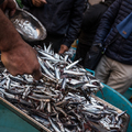 Bevásárlás és színház egyszerre - Ilyen Catania halpiaca