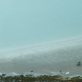 Rénszarvasokkal a Jeges-tenger partján