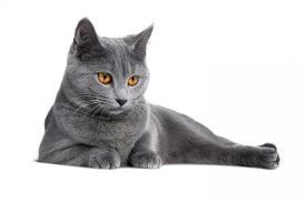 fabio-petroni-chartreux-cat.jpg