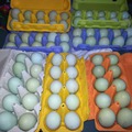 Kék tojások