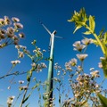 Biodiverzitás-barát vállalkozások: nemcsak felelősség, üzleti lehetőség