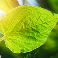 Mesterséges fotoszintézis: olcsó energia tiszta forrásból?