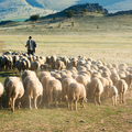 Kevesen tudnak annyit a fenntarthatóságról, mint a magyar pásztorok