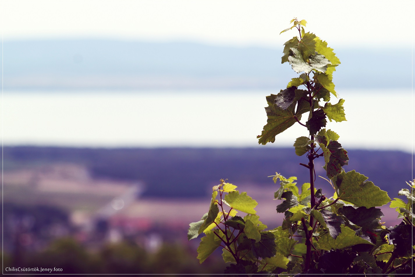 Balaton, domboldal, szőlő