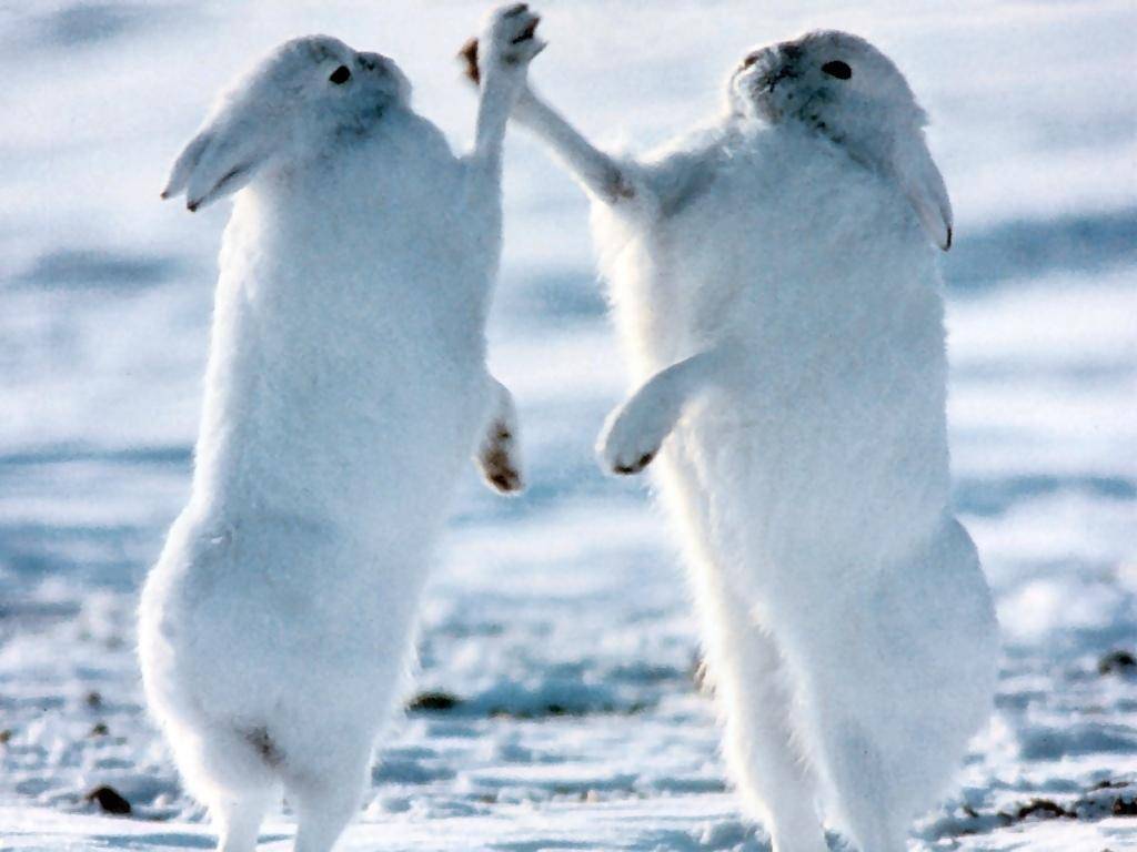 233860-funny-artic-hare-high-five.jpg