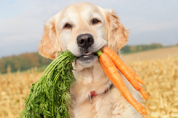 are-carrots-good-for-dogs.jpg