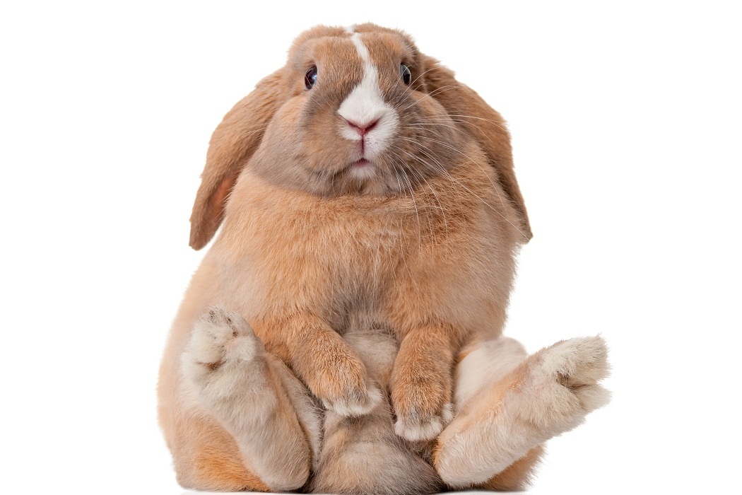 bunny-rabbit-sitting-1050x700.jpg