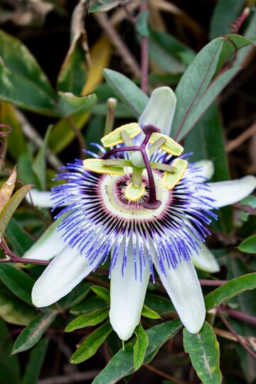 vertical-closeup-shot-purple-passionflower_181624-12450.jpg