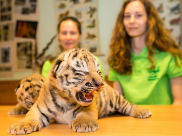 Tigrisek születettek Veszprémben