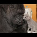 Koko és a cicái