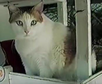 A világ legöregebb cicája, Creme Puff