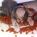 A macskák helyes táplálása - receptekkel