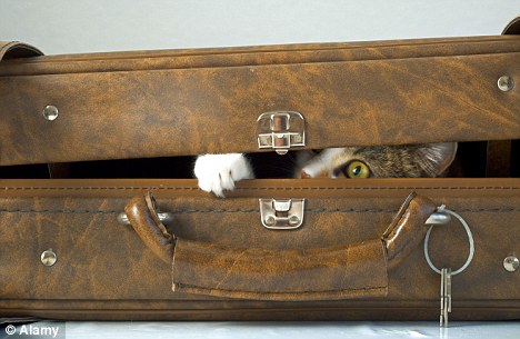 catluggage02.jpg