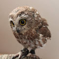 Google új projektje az OWL
