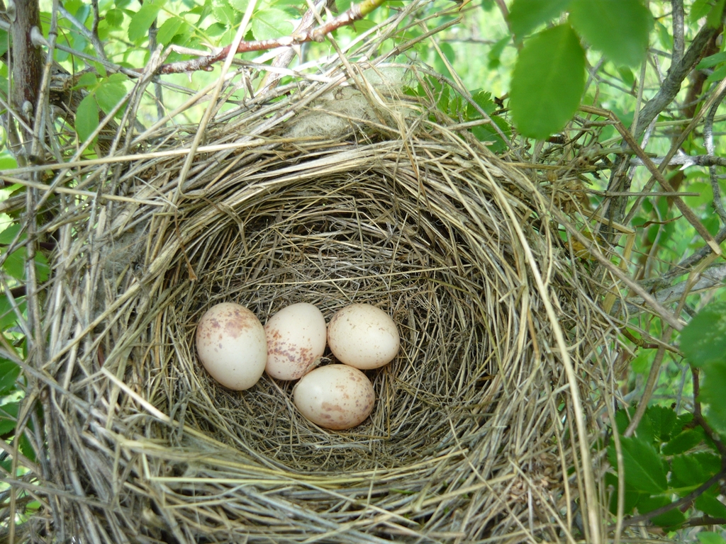 A közeli domboldalon a tavaly egy vadrózsabokorból egy poszátát láttam kirepülni, benéztem és ez volt benne.