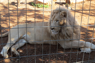 Paphos környéki látnivalók - Paphos Zoo - képekkel megspékelve