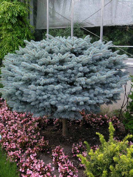 Picea_pungens.JPG