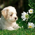 7 tipp, hogyan előzd meg, hogy a kutya megegye a virágaidat
