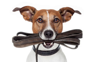 Hogyan válassz nyakörvet és pórázt a kutyádnak?