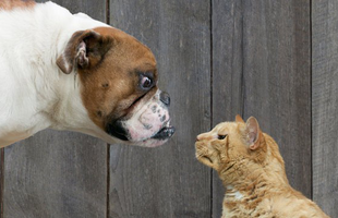 Kutya vs macska