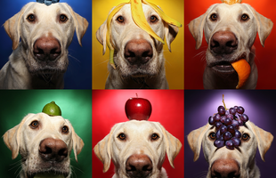 Milyen gyümölcsöket adhatsz a kutyának?