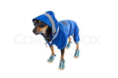 3973409-33847-cute-dog-toy-terrier-in-blue-costume-and-sneakers.jpg