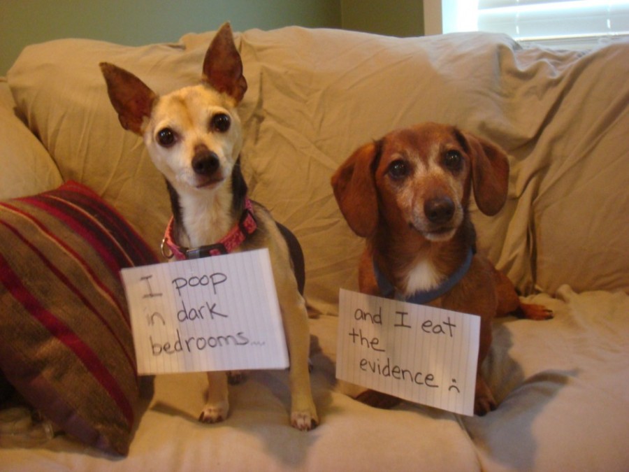 8298932-dog-shaming-900x675.jpg