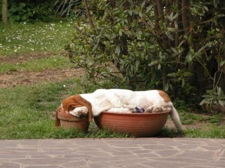 Basset-Hound-sleeping-in-flower-pots.-Part-dog-part-gravy..jpg