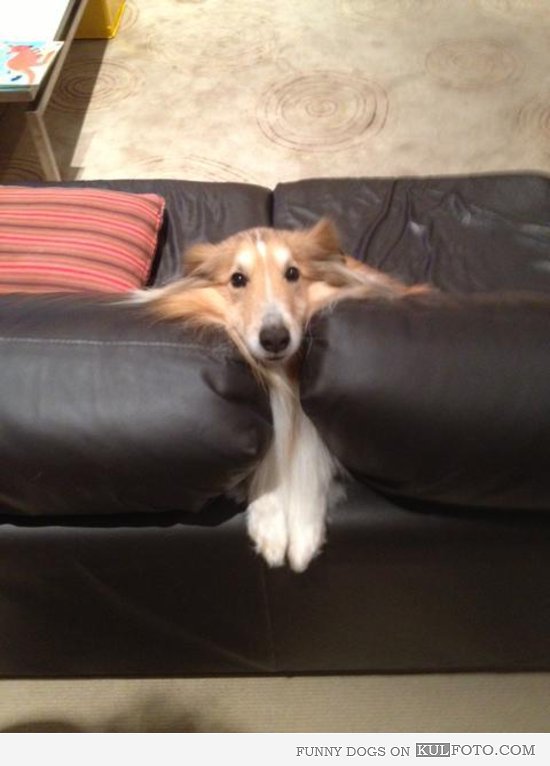 Collie-stuck.jpg