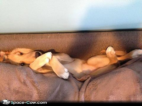 Couch-dog-funny-animals-pictures-humor.jpg