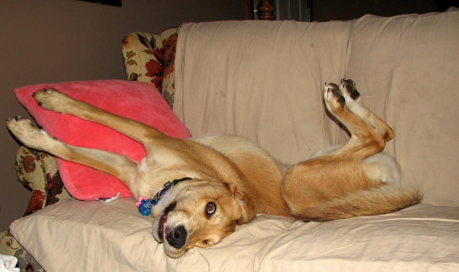 Dog-sprawled-on-couch-900x533.jpg