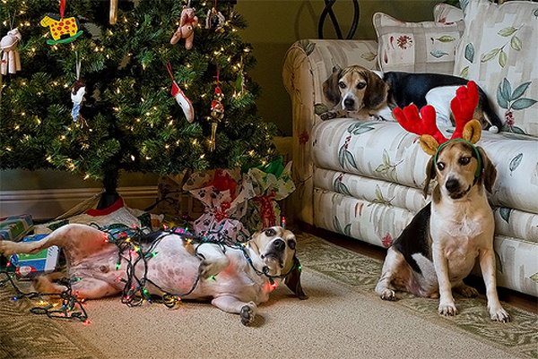 Dog-vs-Christmas-tree-lights3.jpg