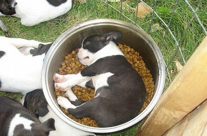 Dogs-sleeping-near-their-food-bowls05.jpg