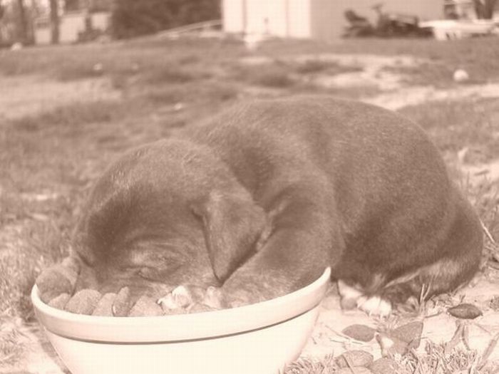 Dogs-sleeping-near-their-food-bowls14.jpg