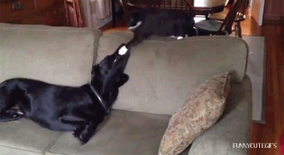 GIF-Cat-speed-boxing-dog.-Dog-does-not-seem-to-mind.1.gif