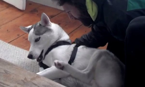 Husky-Says-No-to-Kennel-Funny-with-annotations.jpg