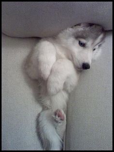Husky-stuck-in-couch.jpg