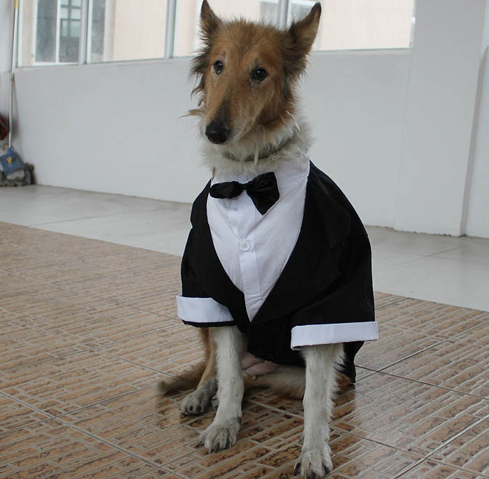 Pet-clothes-dog-clothes-large-dog-formal-dress-wellsore-clothes.jpg