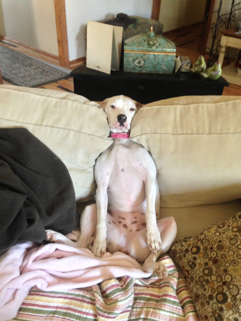 Sitting-dog-on-couch-768x1024.jpg