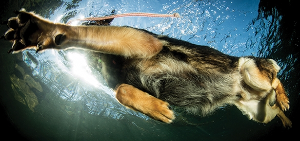 Underwaterdogs_hd.jpg