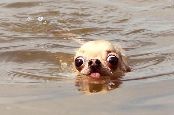 a.baa-Funny-dog-face-in-water.jpg