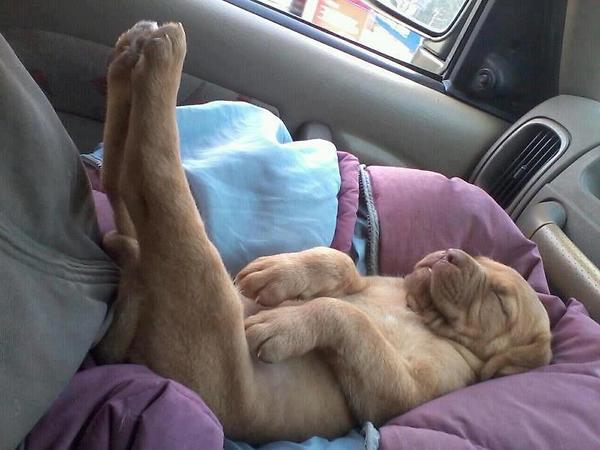 a.baa-Very-funny-sleeping-dog.jpg