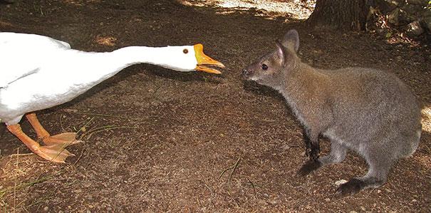 animal-friendship-at-rocky-ridge-refuge-21.jpg