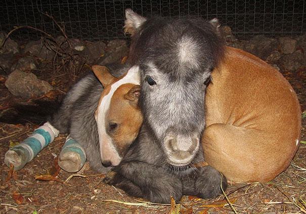 animal-friendship-at-rocky-ridge-refuge-23.jpg