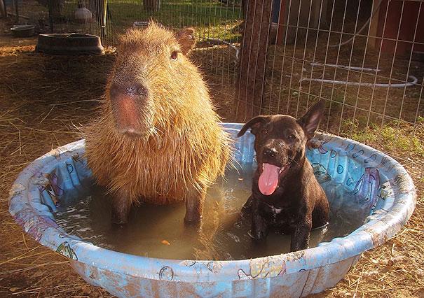 animal-friendship-at-rocky-ridge-refuge-38.jpg