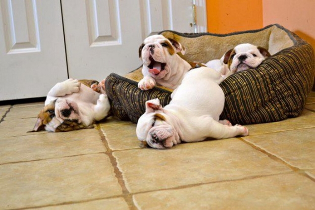 bulldog-puppies-in-their-basket.jpg